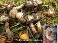 Tulostoma fimbriatum-amf1915